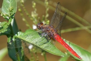 Crocothemis servilia - Orient-Feuerlibelle